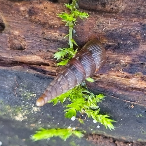 Two lipped door snail, 8218 AA Lelystad, Nederland, photo 10 of 10