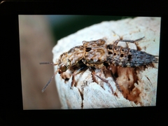 Ontholestes tessellatus