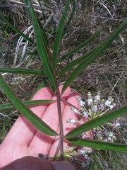 Asclepias longifolia