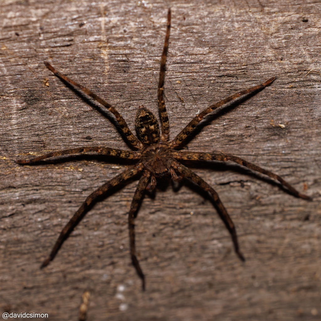 Long-legged Huntsman Spider