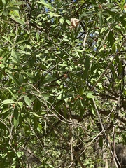 Bonellia macrocarpa image