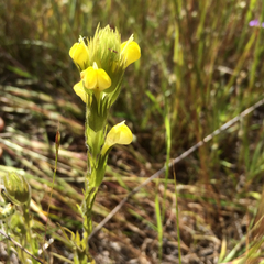 Castilleja rubicundula lithospermoides