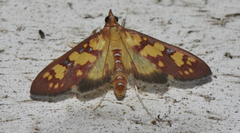Stenochora lancinalis