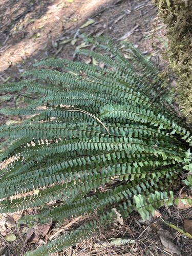 Asplenium monanthes