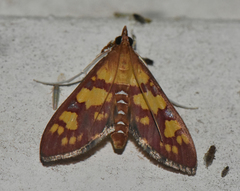 Stenochora lancinalis