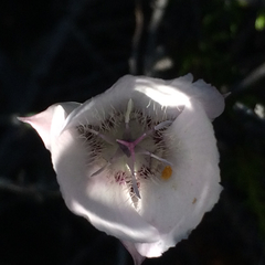 Calochortus umbellatus