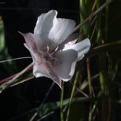 Calochortus umbellatus