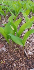 Convallaria