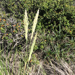Calamagrostis ophitidis