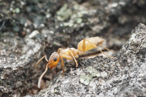 Tapinolepis trimeniiTapinolepis trimenii