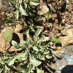 Hesperevax sparsiflora