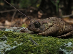 Anaxyrus fowleri