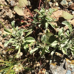 Hesperevax sparsiflora