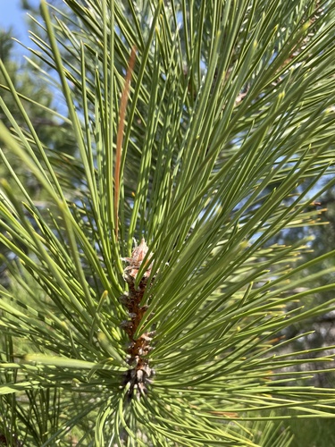 black pine