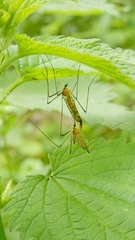 Limonia phragmitidis