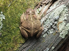 Anaxyrus fowleri