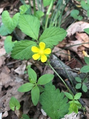 Waldsteinia fragarioides