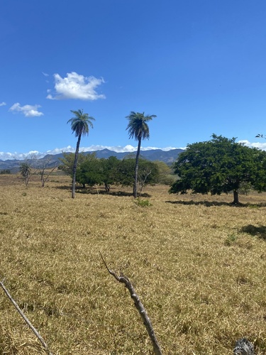 Acrocomia aculeata - Whole tree
