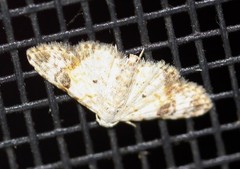 Araeopteron epiphracta