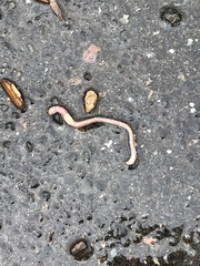 Aporrectodea caliginosa