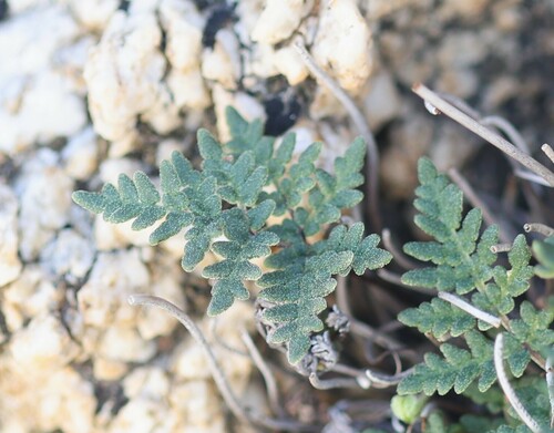 Image of Notholaena californica by (c) nmoorhatch, some rights reserved (CC BY)
