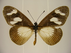 Acraea lycoa