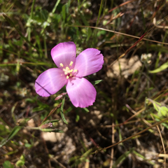 Clarkia gracilis