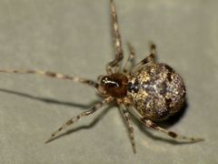 Cryptachaea blattea