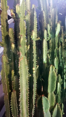 Euphorbia trigona