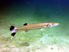 Great Barracuda