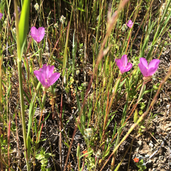Clarkia gracilis