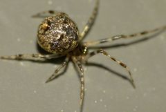 Cryptachaea blattea