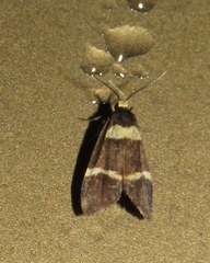 Thallarcha phalarota