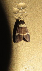 Thallarcha phalarota