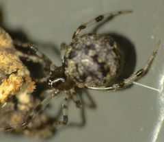 Cryptachaea blattea