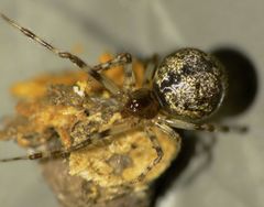 Cryptachaea blattea