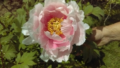 Paeonia × suffruticosa
