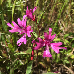 Clarkia concinna raichei