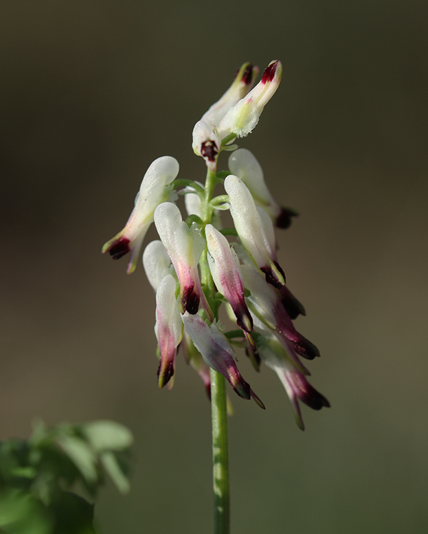 Fumaria capreolata