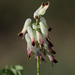White Ramping-Fumitory - Photo (c) J. IGNASI, some rights reserved (CC BY-NC), uploaded by J. IGNASI
