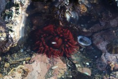 Aulactinia