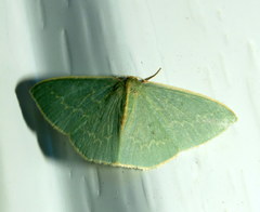 Chlorocoma melocrossa