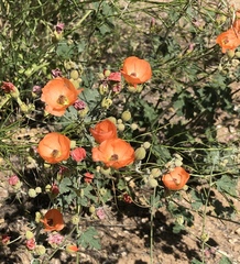 Sphaeralcea laxa