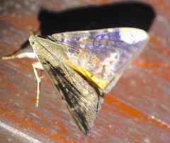 Oxyodes tricolor