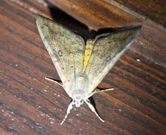 Oxyodes tricolor