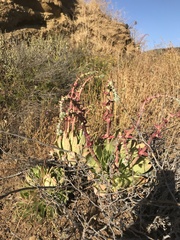 Dudleya ingens