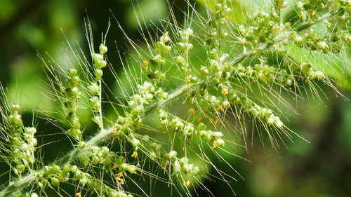 Setaria scabrifolia