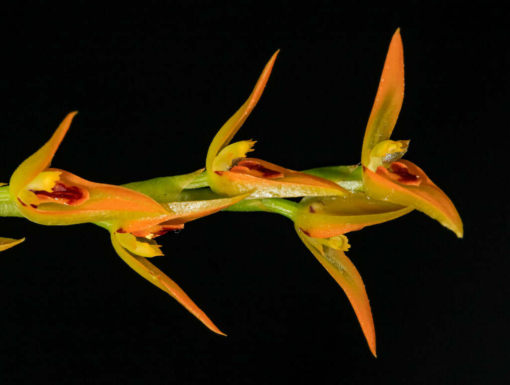 Acianthera glumacea