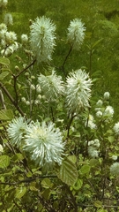 Fothergilla