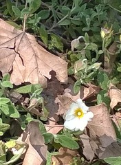 Cistus